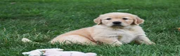 Golden Retriever dogs for sale: Otis - Ad 1