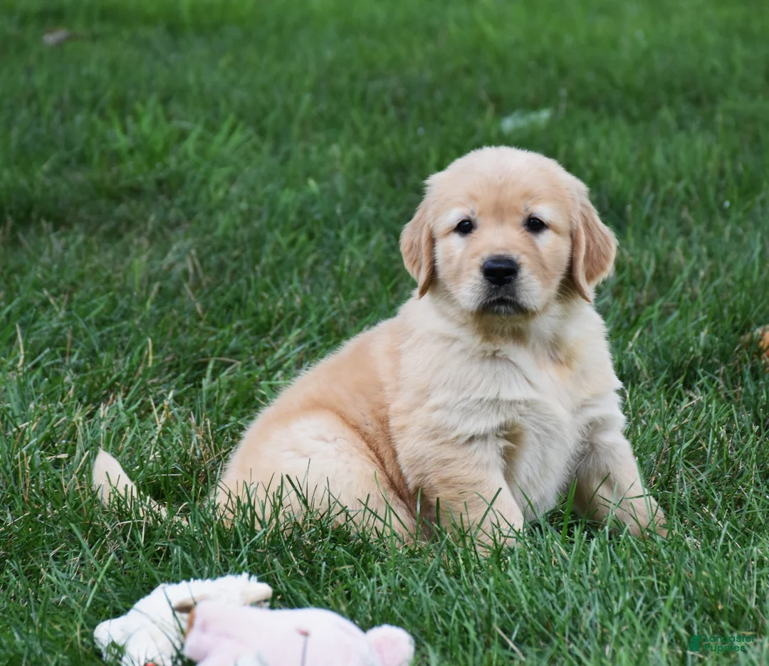 Golden Retriever dogs for sale: Otis - Ad 1