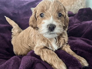 Mini Goldendoodle dogs - Ad 2