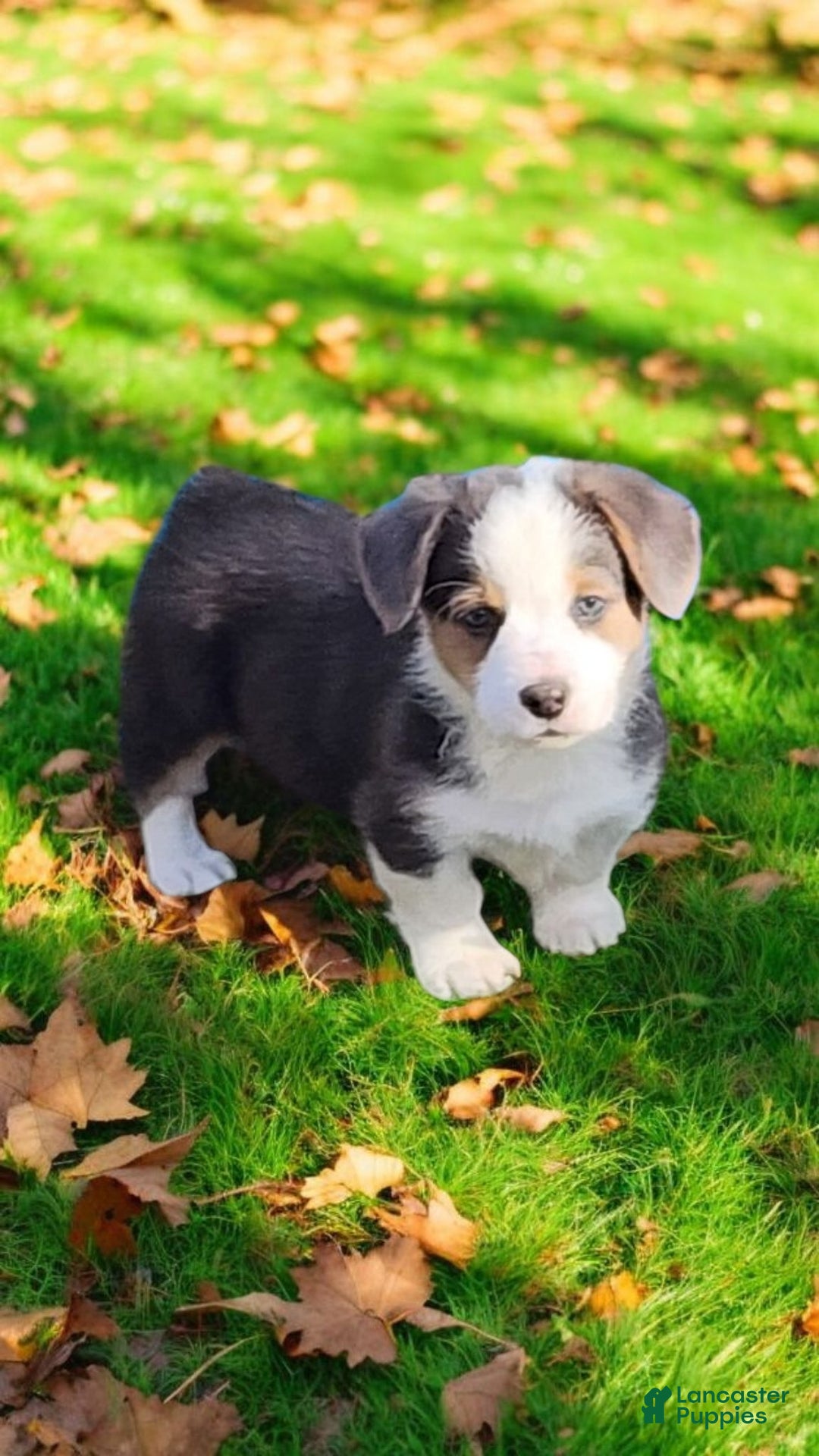 Welsh Corgi Pembroke dogs for sale: Apex Bluie  - Ad 11