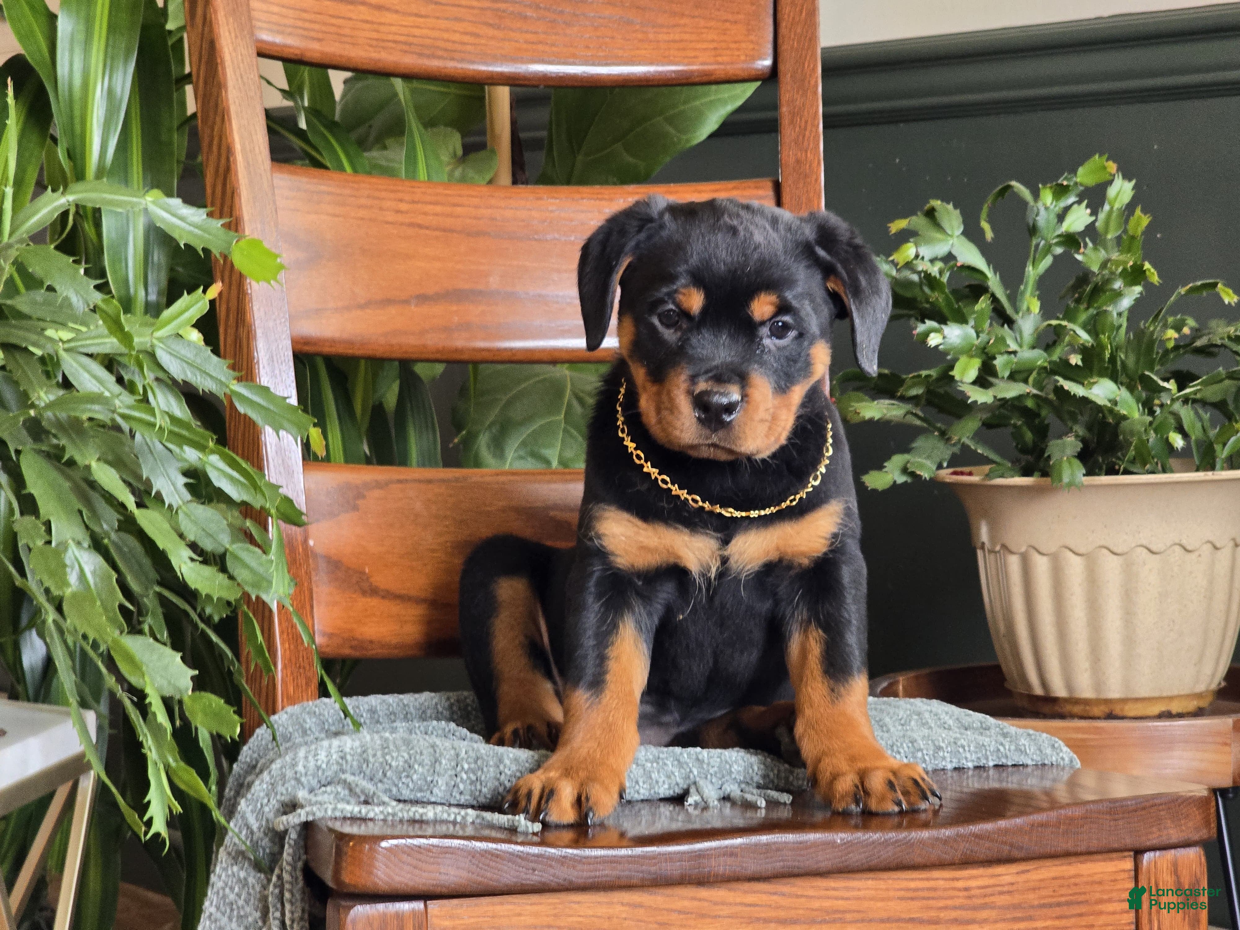 Rottweiler dogs Maple - Ad 2