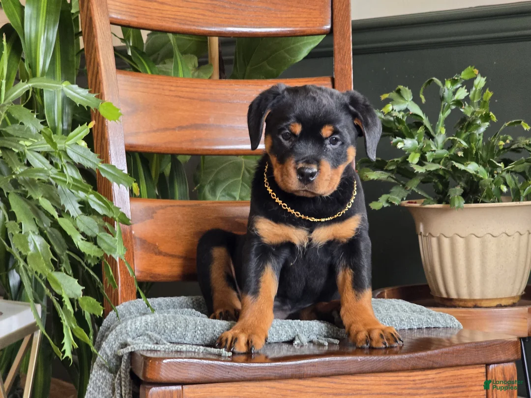 Rottweiler dogs for sale: Maple - Ad 2