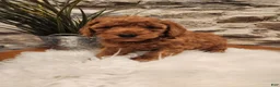 Mini Goldendoodle dogs for sale: BUBBLES - Mini Goldendoodle Puppy 3 - Ad 2