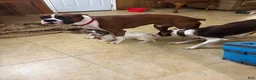 Mixed Breed dogs for sale: Stella - Ad 3