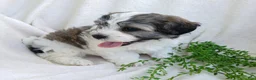 Teddy Bear dogs for sale: Dylan - Ad 4