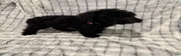 Standard Poodle dogs for sale: Standard Poodle 4 - Ad 1