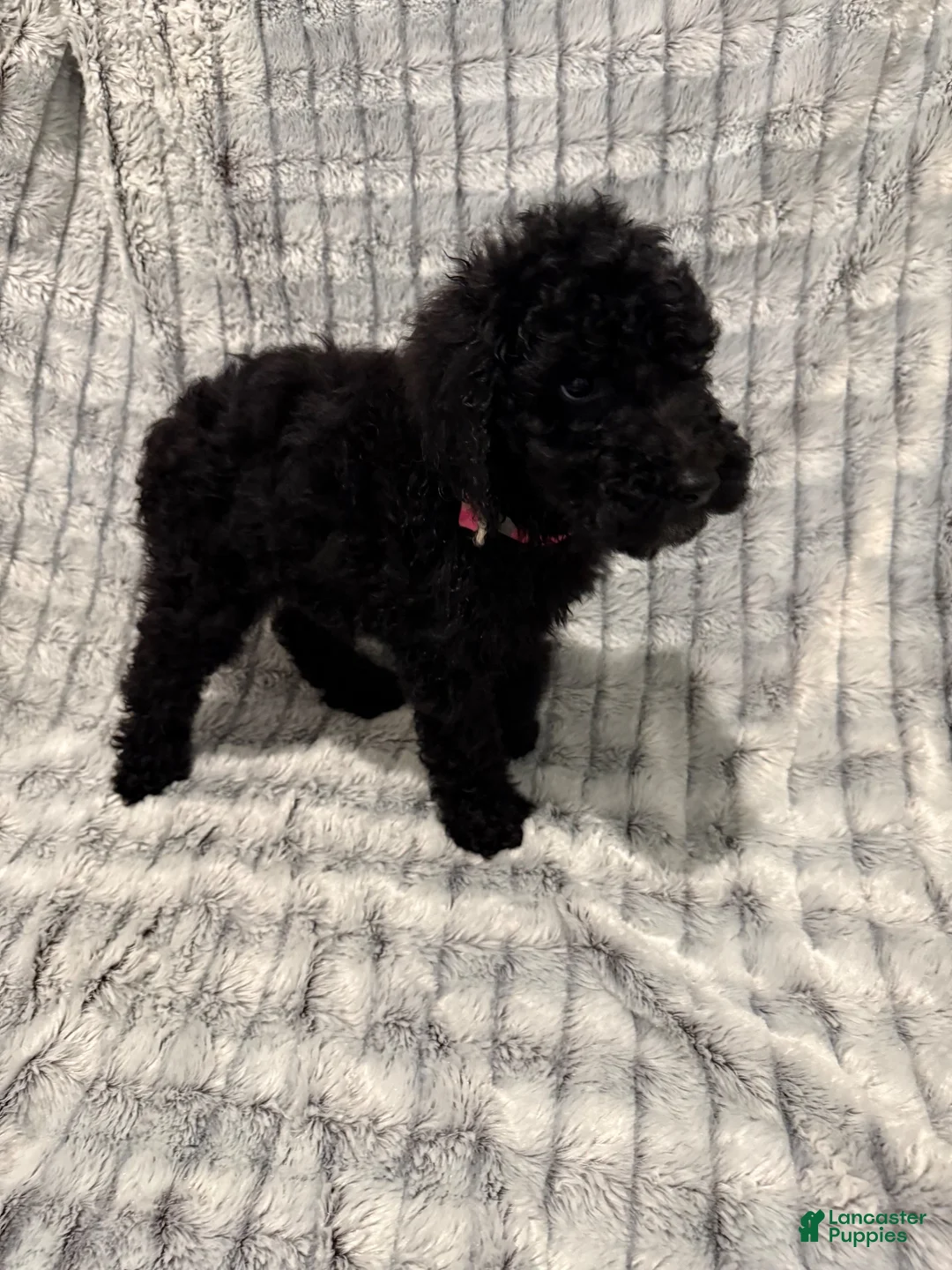 Standard Poodle dogs for sale: Standard Poodle 4 - Ad 1