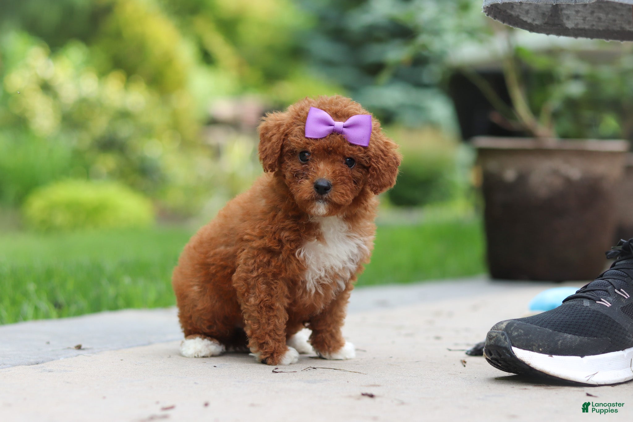 Cavapoo dogs Sunshine - Ad 2