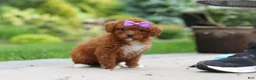 Cavapoo dogs for sale: Sunshine - Ad 2