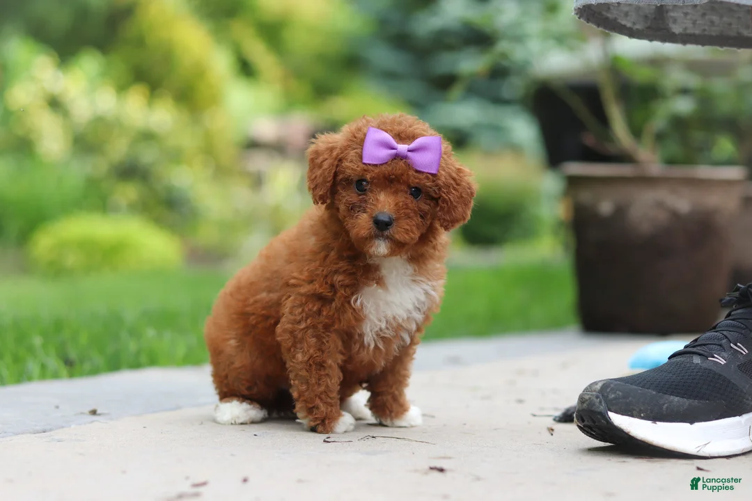Cavapoo dogs for sale: Sunshine - Ad 2