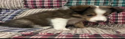 Shetland Sheepdog dogs for sale: Finn - Ad 3