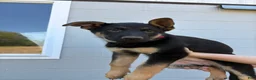 German Shepherd dogs for sale: Emma - Ad 1