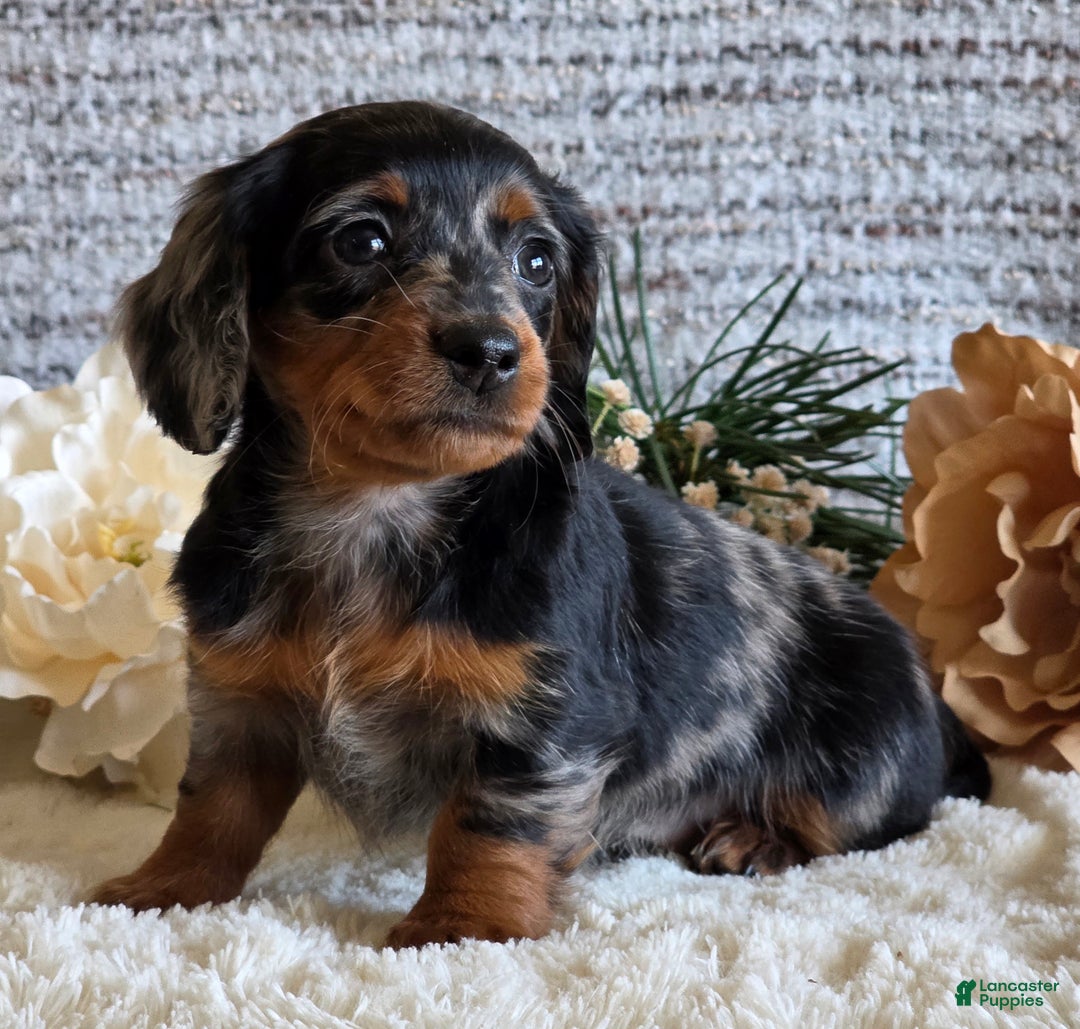Miniature Dachshund dogs for sale: Sheryl - Ad 4