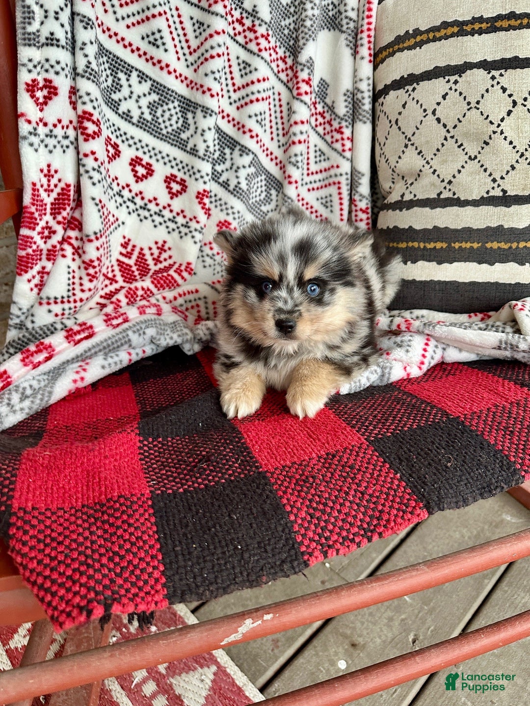 Pomsky dogs for sale: Mini Pomsky Lilly - Ad 2