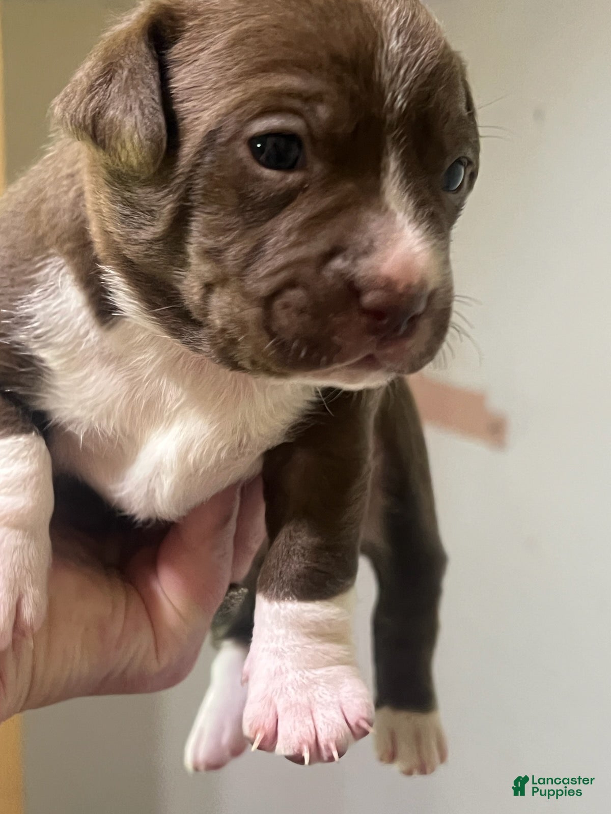 Mixed Breed dogs Girl 1 - Ad 12