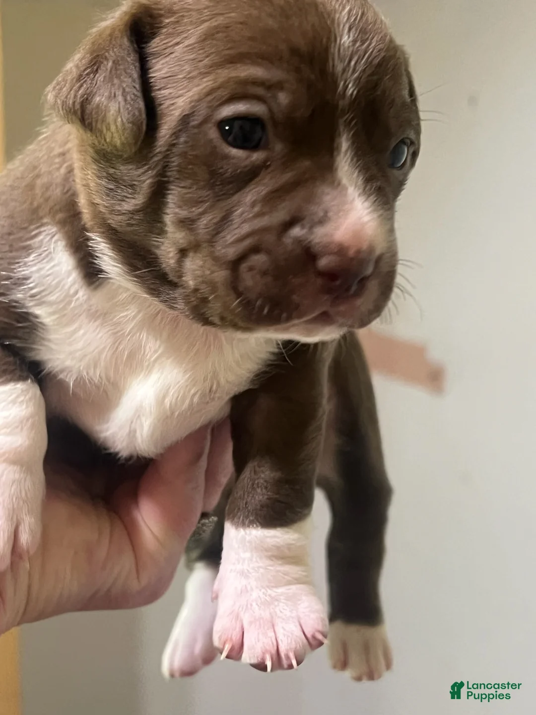 Mixed Breed dogs for sale: Girl 1 - Ad 1