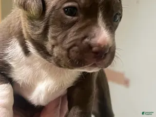 Mixed Breed dogs Girl 1 - Ad 12