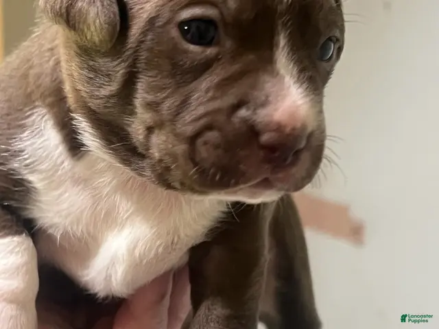 Mixed Breed dogs Girl 1 - Ad 25