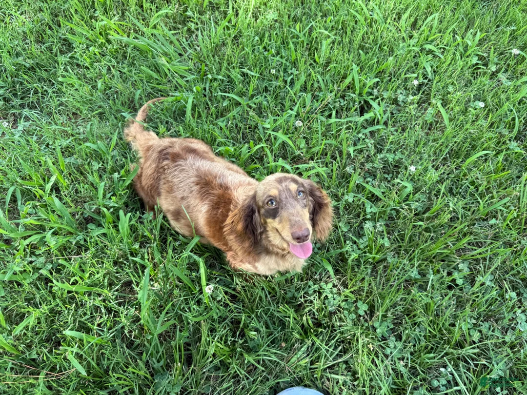 Miniature Dachshund dogs for sale: Brownie - Ad 10