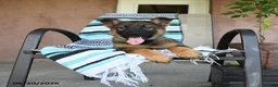 German Shepherd dogs for sale: Gertrude - Ad 4