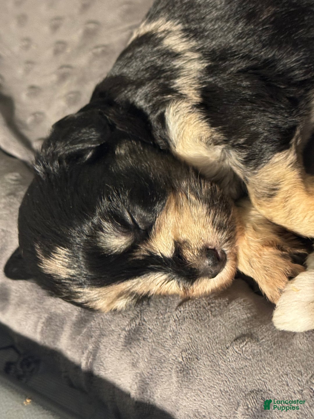 Miniature Schnauzer dogs for sale: Maple - Ad 4