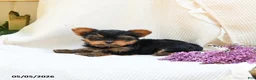Yorkshire Terrier dogs for sale: Champagne - Ad 4