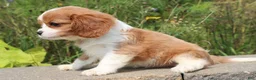 Cavalier King Charles Spaniel dogs for sale: Scott - Ad 5