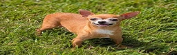 Chihuahua dogs for sale: Yogi - Ad 9