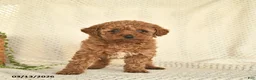 Toy Poodle dogs for sale: Hazel  - Ad 3