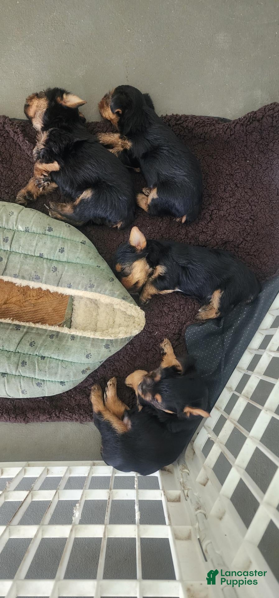Yorkshire Terrier (Yorkshire Terrier, Female) in Hudson, FL