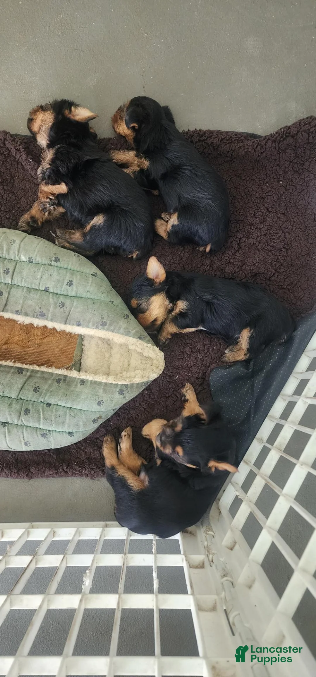 Yorkshire Terrier dogs for sale: Yorkshire Terrier 3 - Ad 1