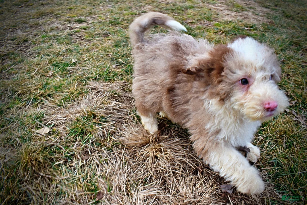 Havapoo dogs for sale: Webster - Ad 19