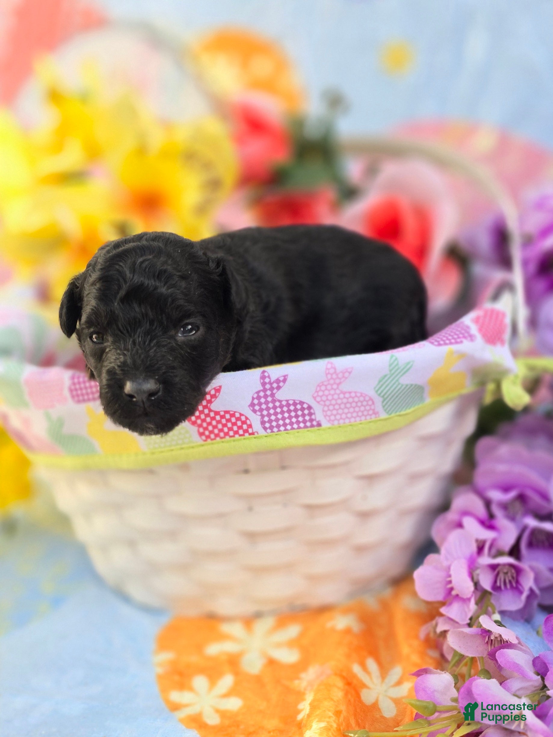 Maltipoo dogs Paddy - Ad 13