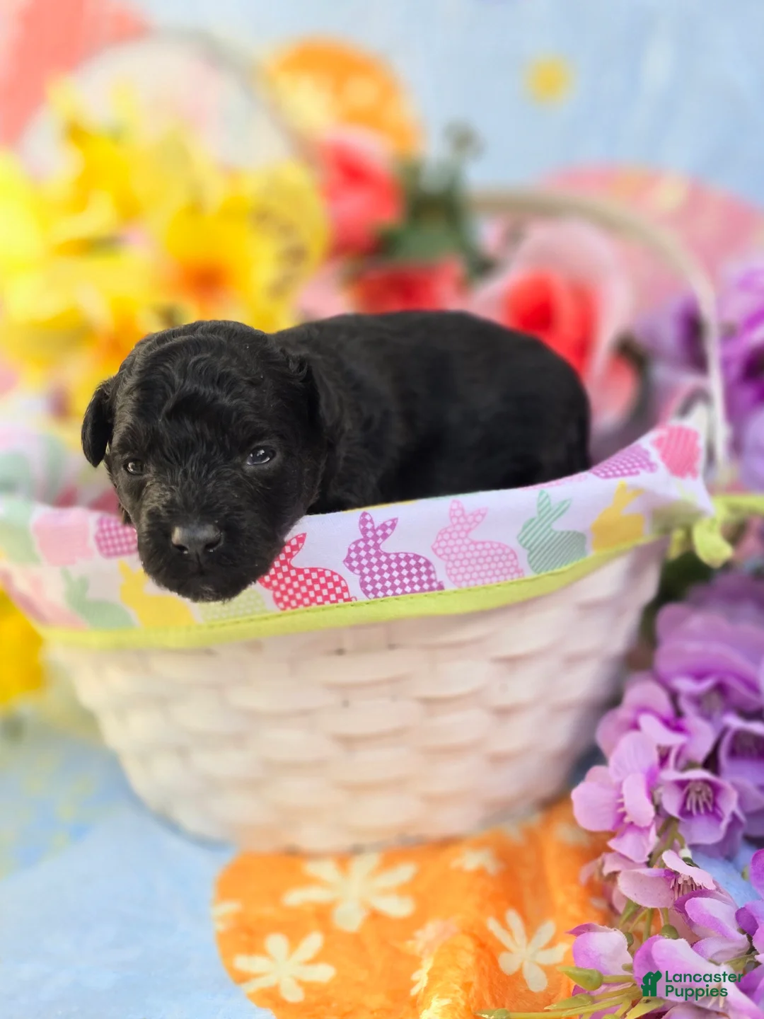 Maltipoo dogs for sale: Paddy - Ad 1