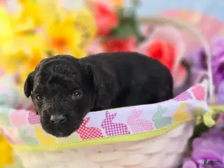 Maltipoo dogs Paddy - Ad 16