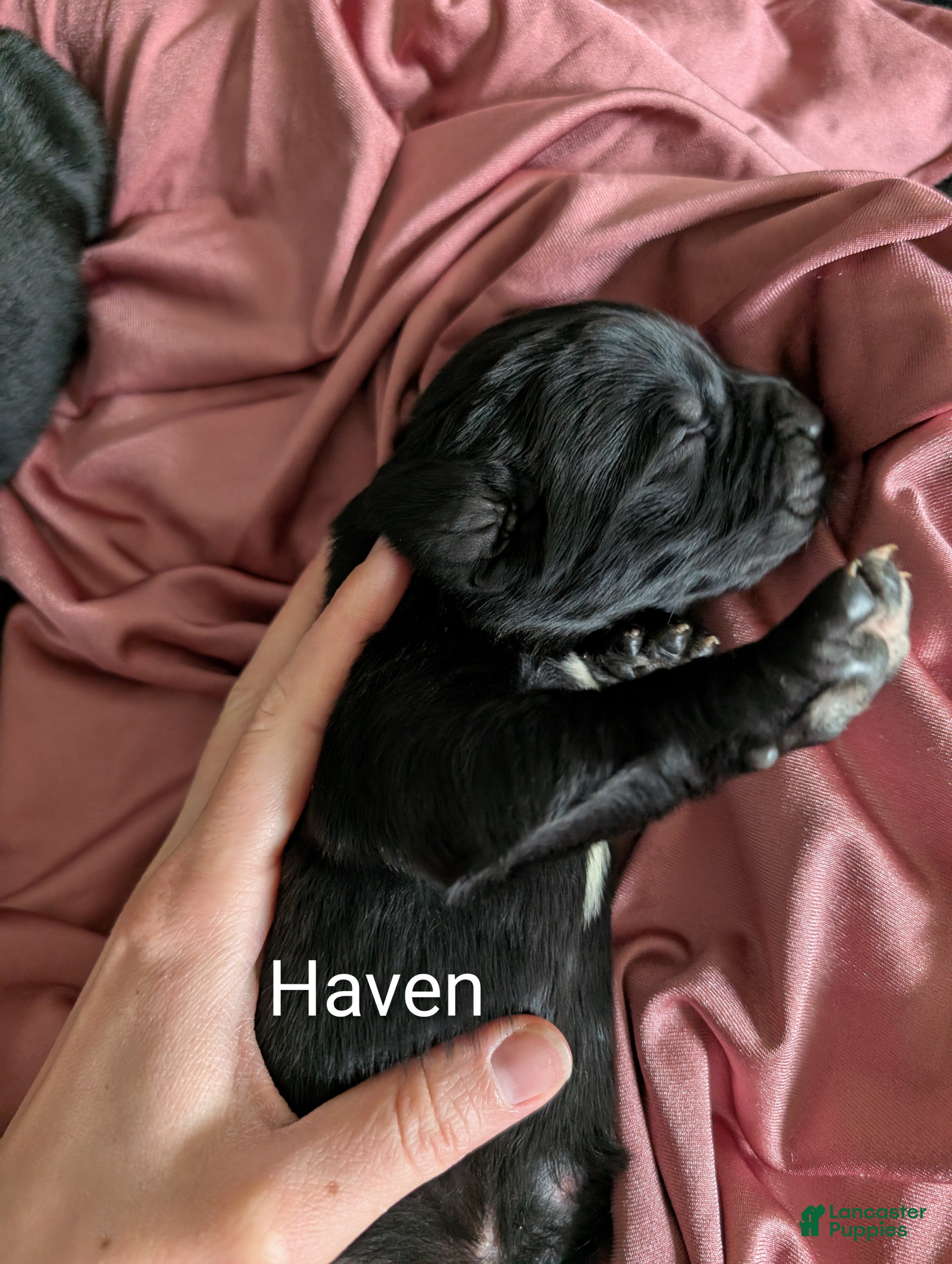 Newfoundland dogs Haven - Ad 13