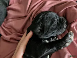 Newfoundland dogs Haven - Ad 9