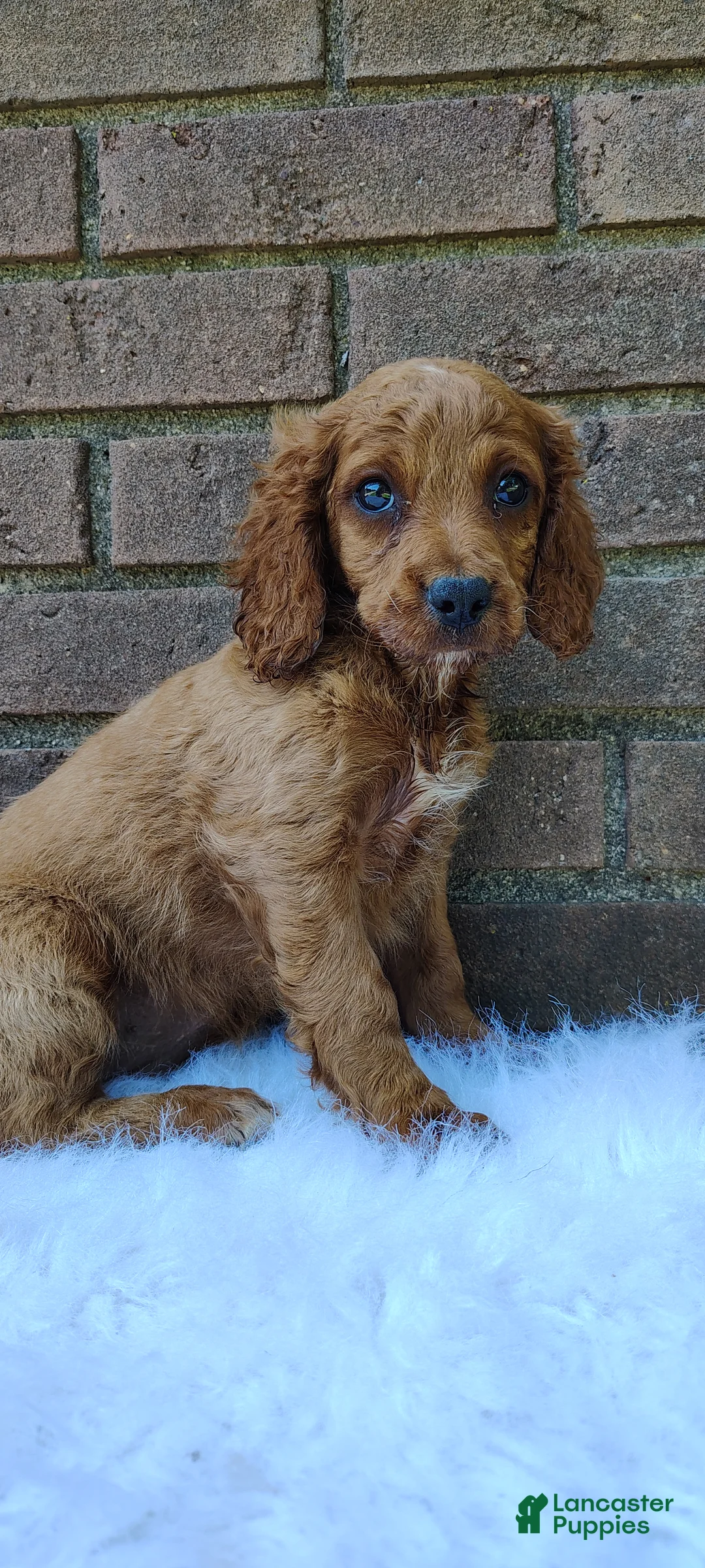 Irish Doodle dogs for sale: Daisy - Ad 1