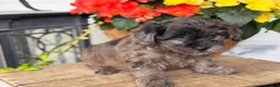 Mixed Breed dogs for sale: Quincey - Ad 11