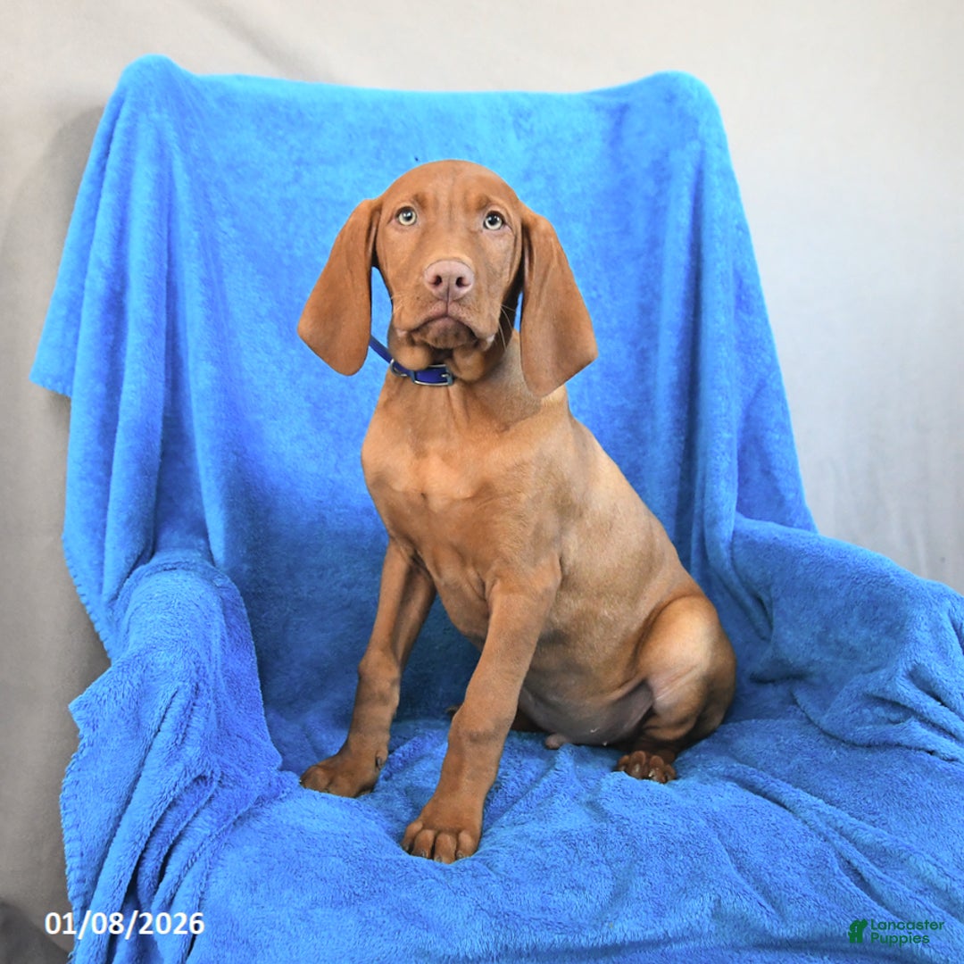 Vizsla dogs for sale: Rex - Ad 3