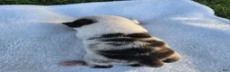 Pug dogs for sale: Female panda pug - Ad 6
