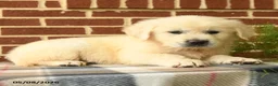 Golden Retriever dogs for sale: Polly - Ad 3