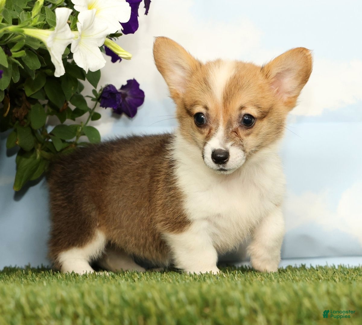 Welsh Corgi Pembroke dogs Kiwi - Ad 1