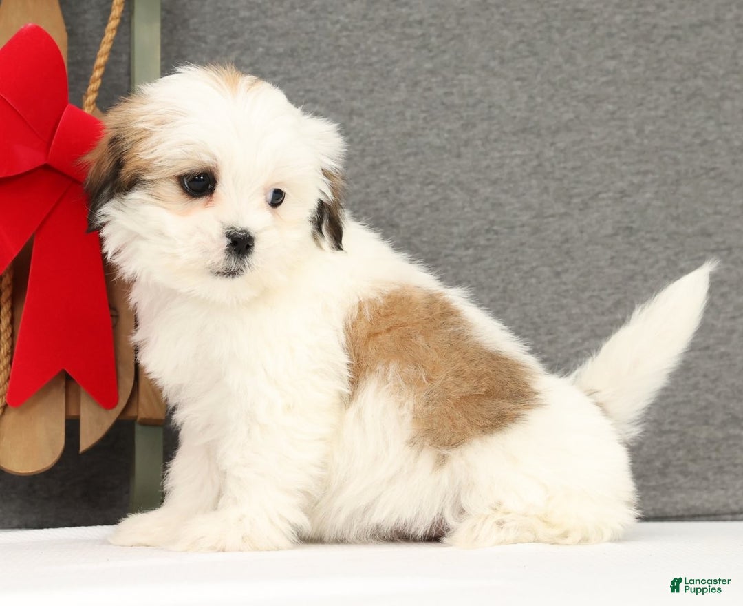 Lhasa Apso dogs for sale: Fern - Ad 2
