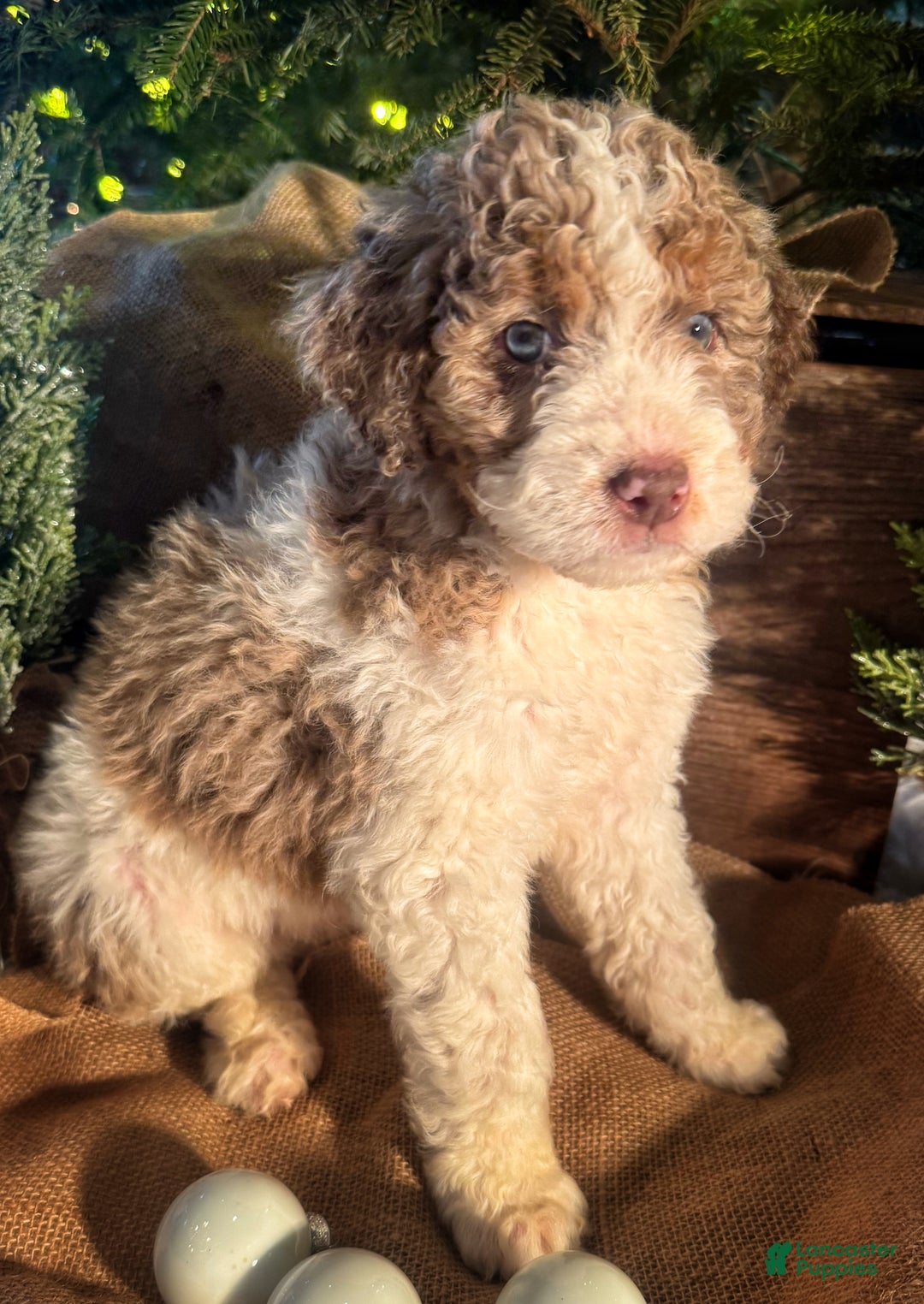 Bernedoodle dogs for sale: Australian Mountain Doodle Peter - Ad 1