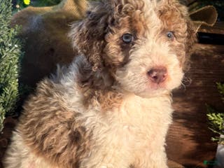 Bernedoodle dogs Australian Mountain Doodle Peter - Ad 11