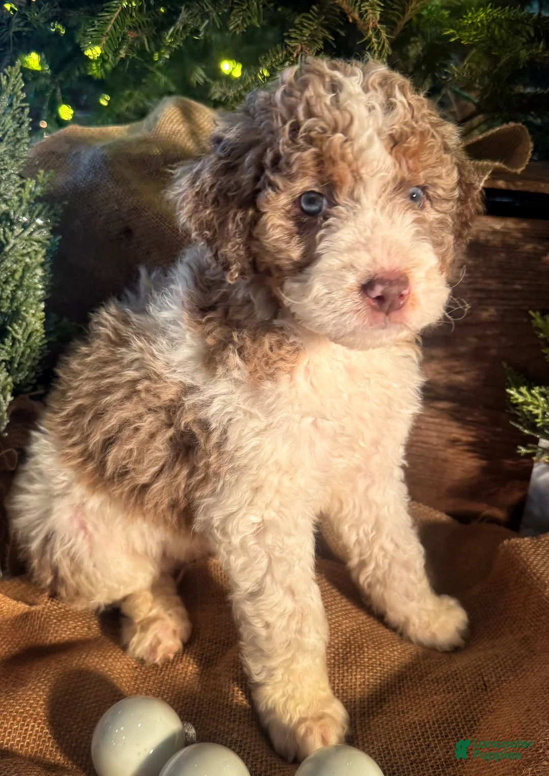 Bernedoodle dogs for sale: Australian Mountain Doodle Peter - Ad 1