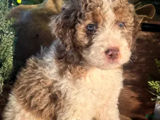 Bernedoodle dogs Australian Mountain Doodle Peter - Ad 33