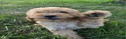 Miniature Poodle dogs for sale: Cedar - Ad 8