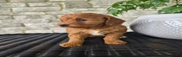 Mini Goldendoodle dogs for sale: Mini Goldendoodle Puppy 6 - Ad 5